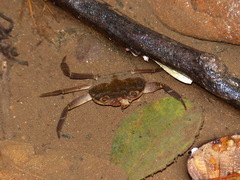 Hydrothelphusinae
