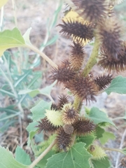 Xanthium strumarium