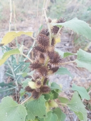 Xanthium strumarium