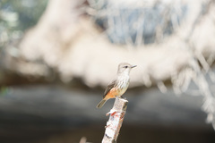 Pyrocephalus rubinus cocachacrae