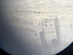 Linaria flavirostris