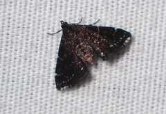 Nymphuliella daeckealis
