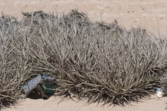 Tillandsia marconae
