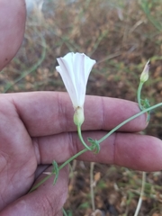 Calystegia macrostegia