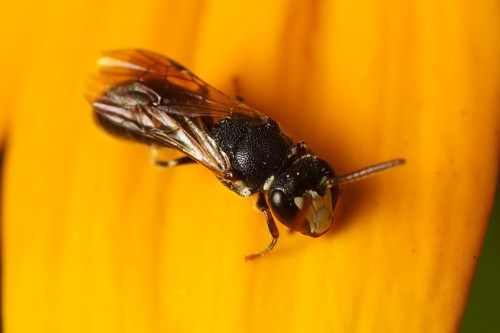 Slender-faced Masked Bee photo 6