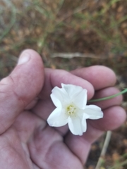 Calystegia macrostegia