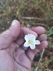 Calystegia macrostegia