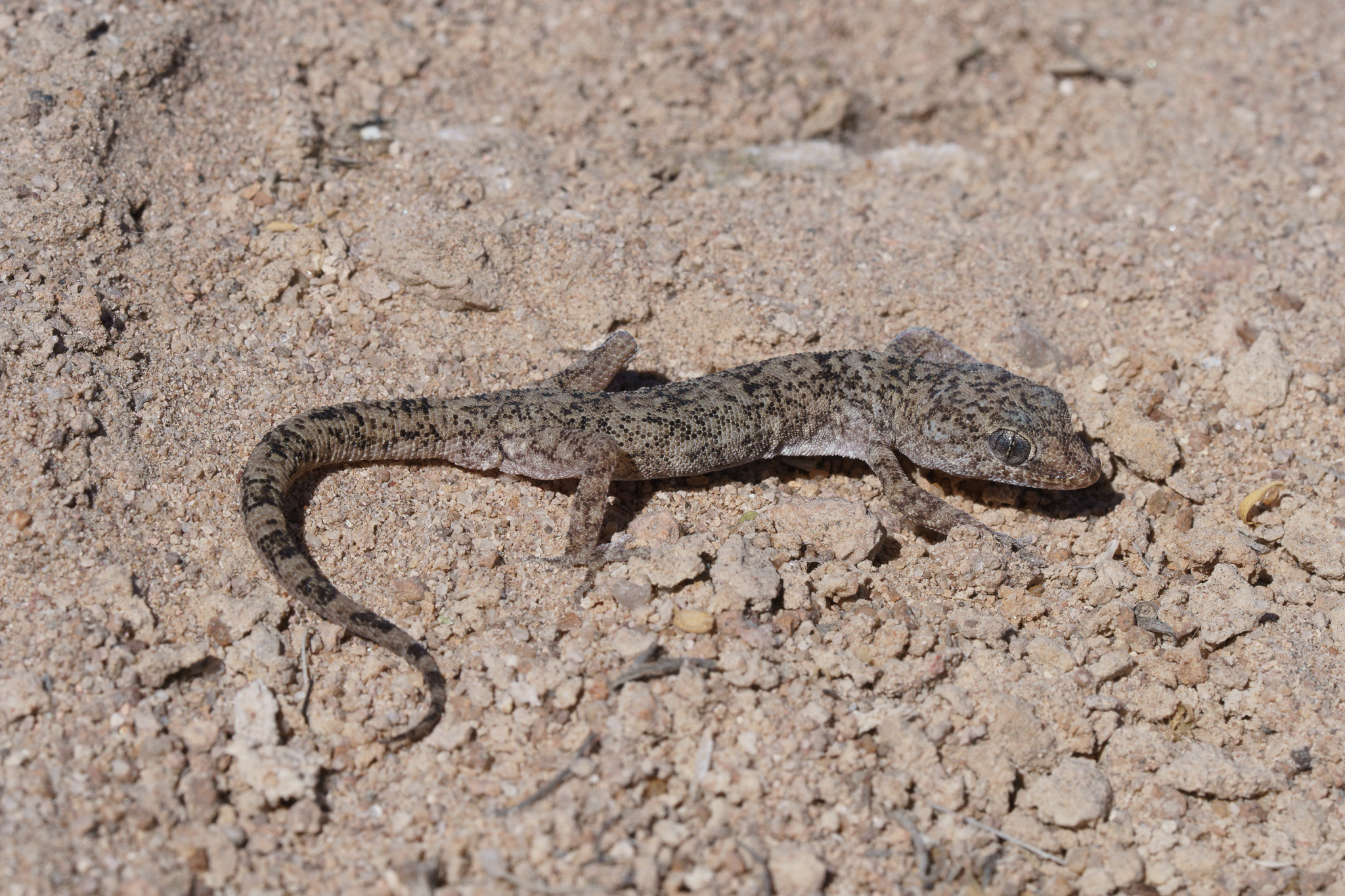 Phyllodactylus Gerrhopygus (Wiegmann, 1834)