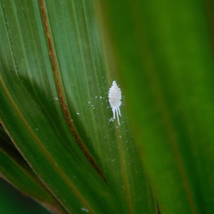 Laminicoccus flandersi