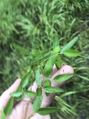 Galactia microphylla