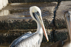 Pelecanus thagus