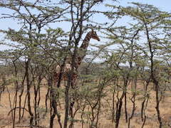 Giraffa camelopardalis reticulata