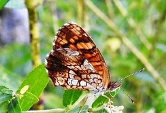 Phyciodes graphica