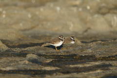 Charadrius semipalmatus