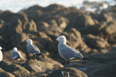 Leucophaeus modestus