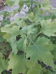 Xanthium strumarium
