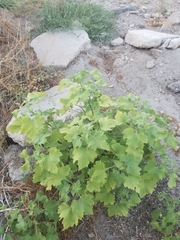 Xanthium strumarium