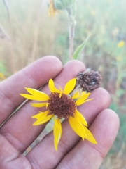 Helianthus annuus