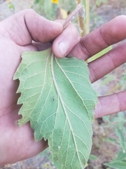 Helianthus annuus