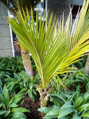 Laminicoccus flandersi