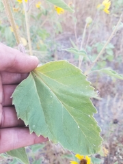 Helianthus annuus