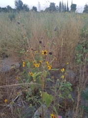 Helianthus annuus