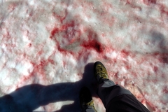 Chlamydomonas nivalis