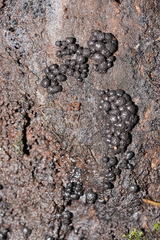 Xylaria tuberiformis