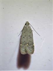 Anacampsis comparanda