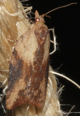 Cryptoptila immersana