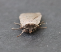 Protolampra rufipectus