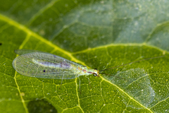 Chrysopa coloradensis
