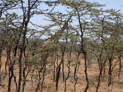 Giraffa camelopardalis reticulata