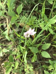 Allium drummondii