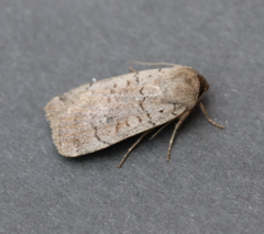 Protolampra rufipectus
