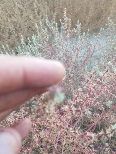 photo of Prickly Russian Thistle (Salsola tragus)