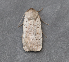 Protolampra rufipectus