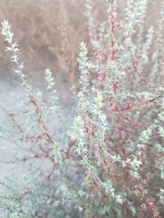 Salsola australis