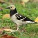 Black-collared Starling - Photo (c) Darren, some rights reserved (CC BY-NC)