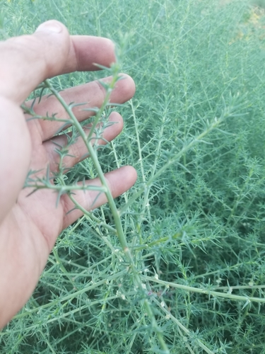 photo of Prickly Russian Thistle (Salsola tragus)