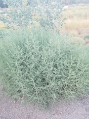 Salsola australis