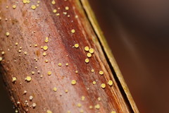 Lachnum pteridophyllum