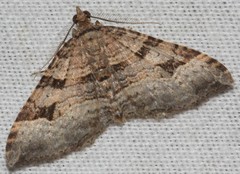Epyaxa centroneura