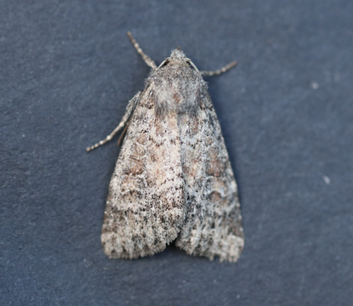 Suspected Moth photo 2