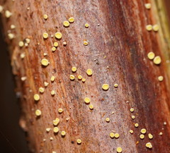 Lachnum pteridophyllum