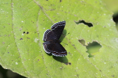 Riodinini