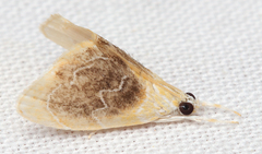 Glaphyria fulminalis