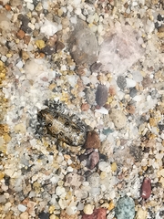 Incilius marmoreus