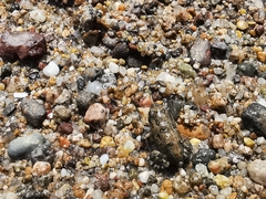 Incilius marmoreus