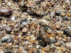 Incilius marmoreus